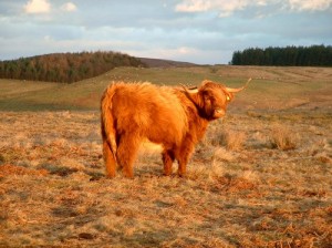 A very handsome beast nearby.