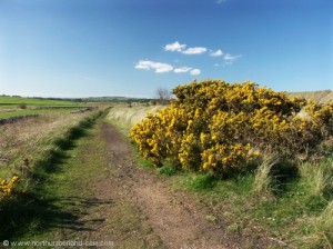 View north along path behind dunes.