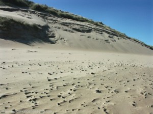 Dunes south of Alnmouth.