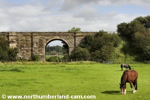 Horses grazing beside the viaduct.