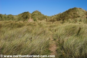 Path through the dunes.