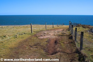 Footpath above Cullernose Point.