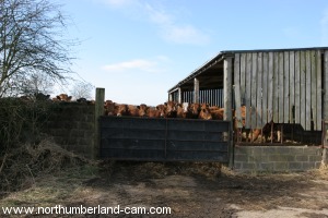 Cow byre at Wood House.