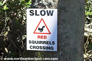 Red Squirrel warning sign.