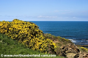 Gorse on the clifftops.