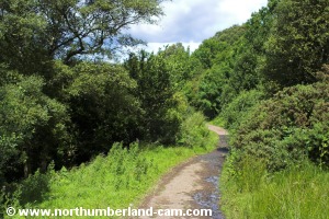 Following the track down to the river.