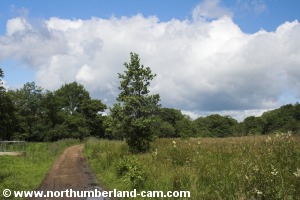 The track passes through a pleasant pasture.