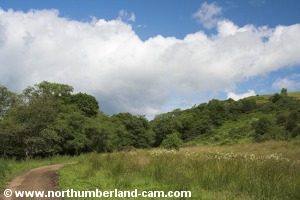 The track passes through a pleasant pasture.