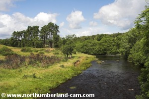 River Rede looking upstream.